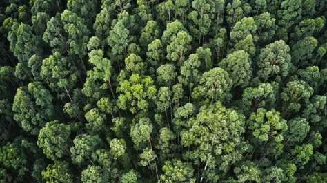 What's New in the Upcoming EU Deforestation Regulation (EUDR)