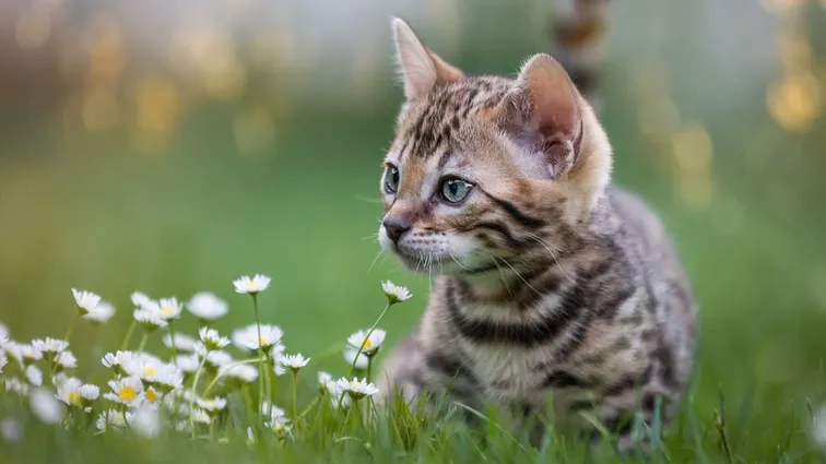 Cenové stropy se zdají jako dobrý nápad. Až do chvíle, kdy se ukáže, že nejsou