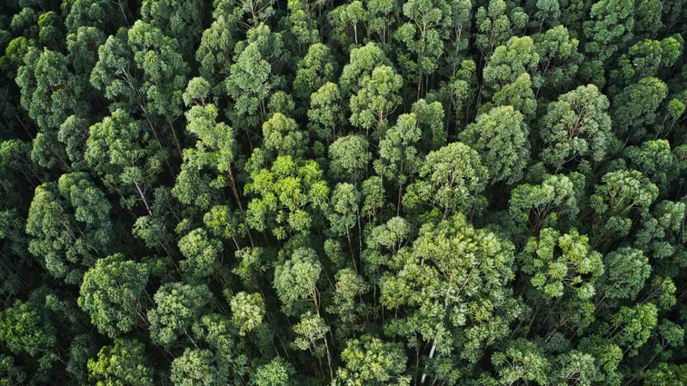What's New in the Upcoming EU Deforestation Regulation (EUDR)